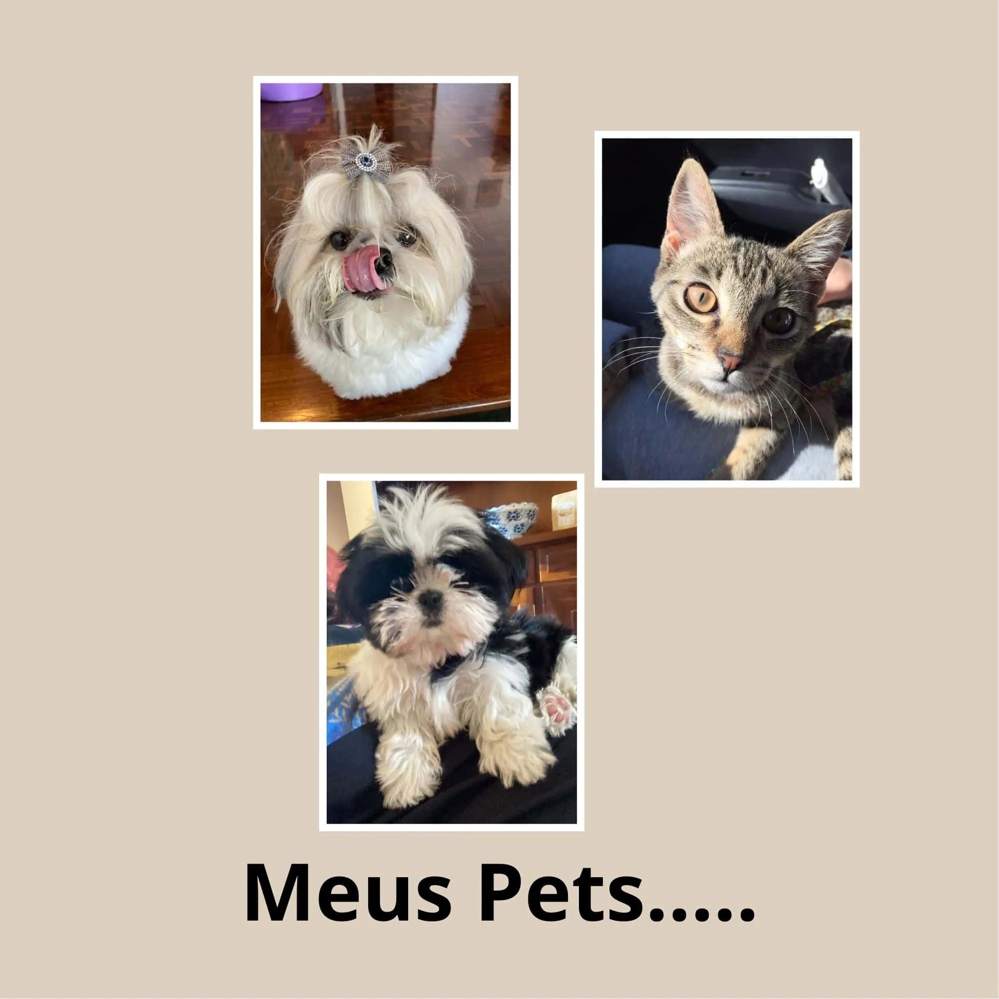 Braco de cachorro fofinho com pêlos longos e laço em cabeça, cães e gatos fofos, animaizinhos de estimação adoráveis.