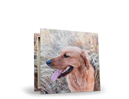 prod-fotoquadro-30x30 Capa de álbum com foto de cachorro golden retriever ao ar livre.